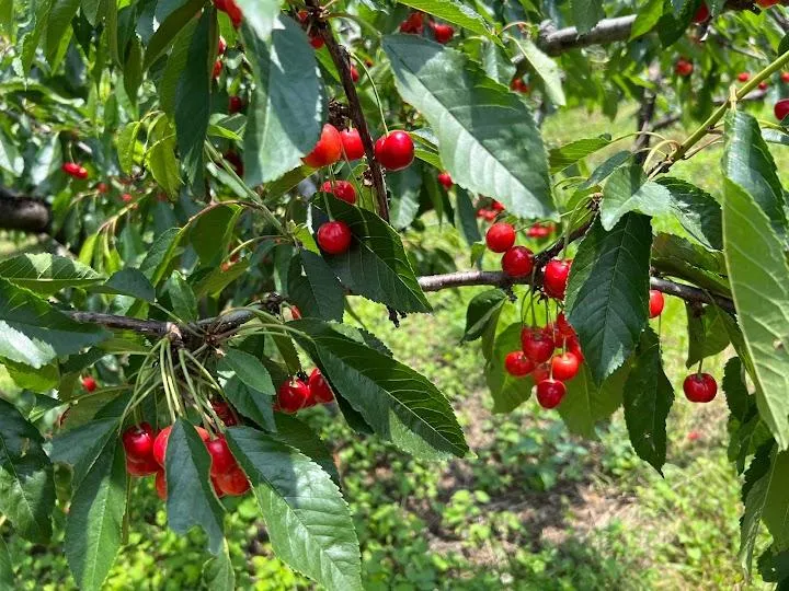 Spring Valley Orchard