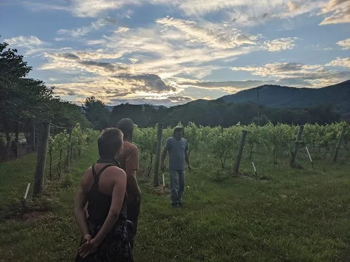 Caihailian Vineyard